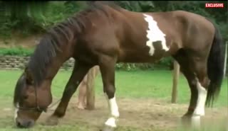 “年轻的巴西留着长发的贝贝在热动物园色情场景中给一匹马激情吹